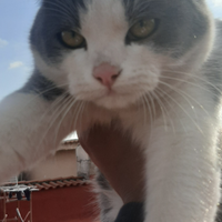 Gattino Bianco e Nero e buono qualita