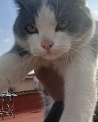 Gattino Bianco e Nero e buono qualita