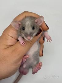 Ratti domestici