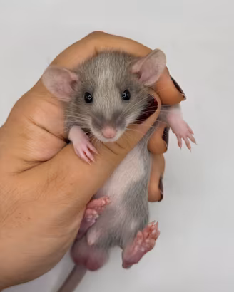Ratti domestici