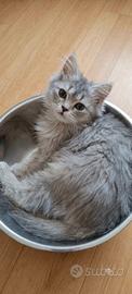 cuccioli British 5 mesi 