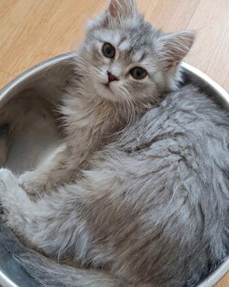 cuccioli British 5 mesi 