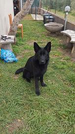 Pastore tedesco nero