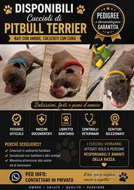 Pitbull Terrier
