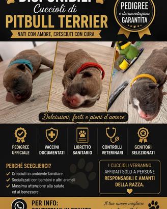 Pitbull Terrier