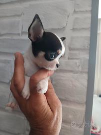 Chihuahua maschietto mini toy