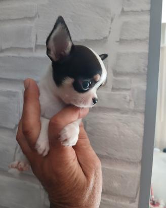 Chihuahua maschietto mini toy