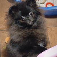 Pomerania femmina nera
