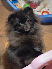 Pomerania femmina nera