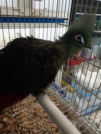 Turaco Persa