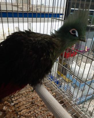 Turaco Persa