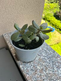 Pianta succulenta