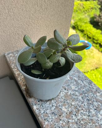 Pianta succulenta