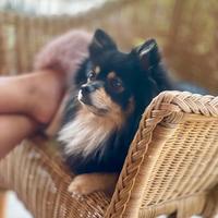 Spitz Pomerania maschio