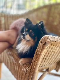 Spitz Pomerania maschio