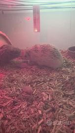 Cuccioli ricci africani