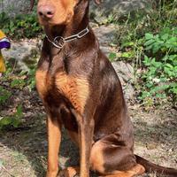 Cane femmina incrocio con dobermann
