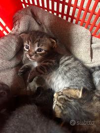 Gattini coccoloni e dove trovarli