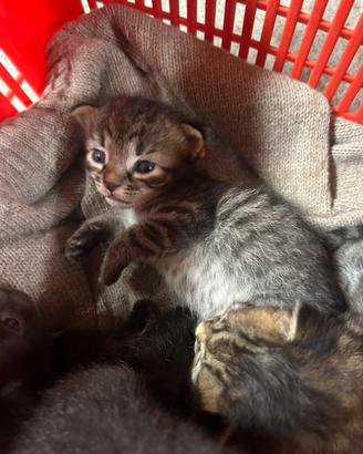 Gattini coccoloni e dove trovarli