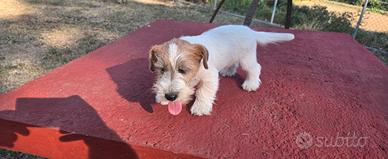 Cucciolo Jack Russell terrier