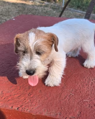 Cucciolo Jack Russell terrier
