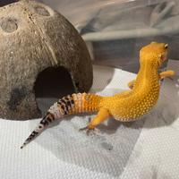 Geco Leopardino "Eublepharis macularius"