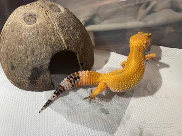 Geco Leopardino "Eublepharis macularius"