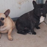 Buldogue francese pedigree enci maschio e femmina
