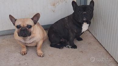 Buldogue francese pedigree enci maschio e femmina