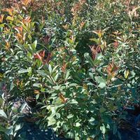 Piante da siepe photinia  atezza  110 cm