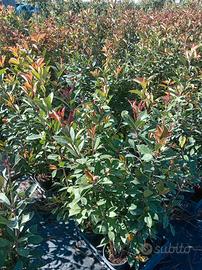 Piante da siepe photinia  atezza  110 cm