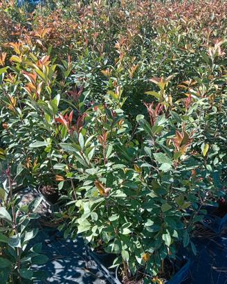 Piante da siepe photinia  atezza  110 cm