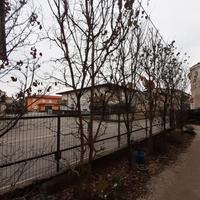 cornus florida e lageostroemia