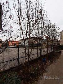 cornus florida e lageostroemia