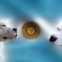 ? Disponibili cuccioli di Dogo Argentino ?