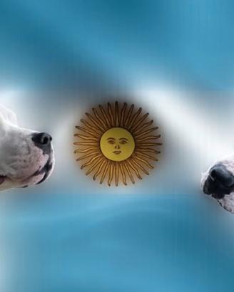 ? Disponibili cuccioli di Dogo Argentino ?