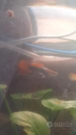 Guppy selezionati