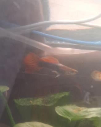 Guppy selezionati