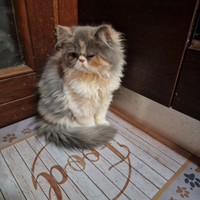 Splendida cucciola Persiana