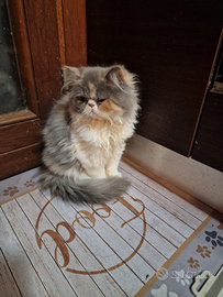 Splendida cucciola Persiana