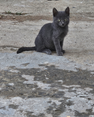 Gattini