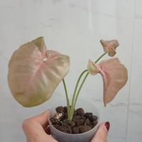 Pianta Syngonium pink neon