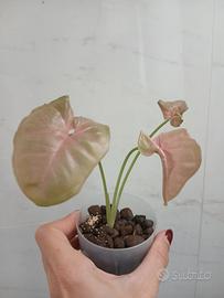 Pianta Syngonium pink neon