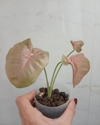 Pianta Syngonium pink neon