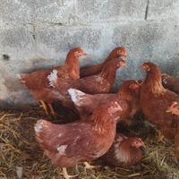 Galline ovaiole rosse