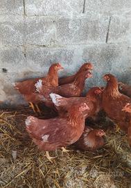 Galline ovaiole rosse