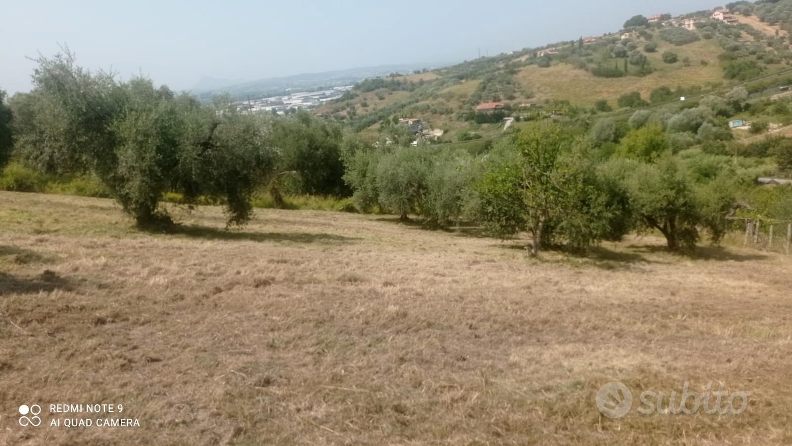 Terreno con cubatura e 60 piante di ulivo - Vista 3