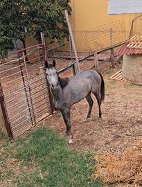 cavalla 