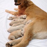 Cuccioli Golden Retriever Varese