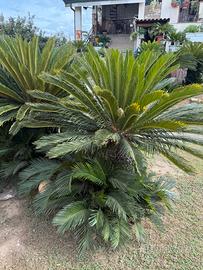 CYCAS DA GIARDINO